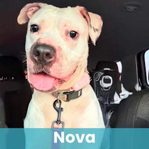 Nova - Photo 1