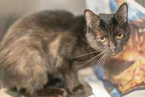 MISS HONEY - Photo 1