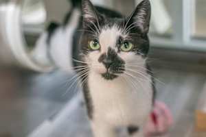 OREO - Photo 1
