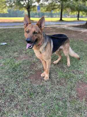 SAMSON - Photo 1