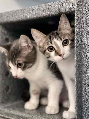 Mischief - Photo 2
