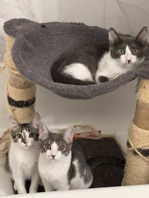 Mischief - Photo 3