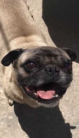 Chato - Photo 1