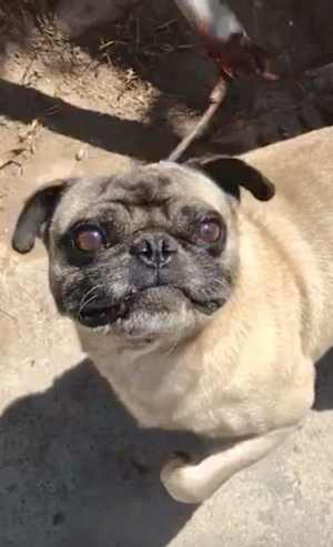 Chato - Photo 2