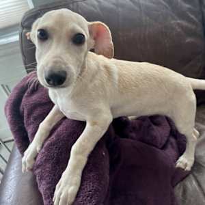 Maraschino - Photo 3