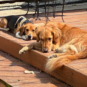 Browning - Photo 6