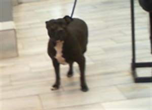 TINKER BELL - Photo 1