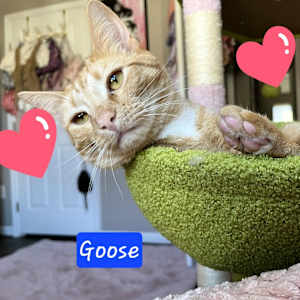 Goose - Photo 1