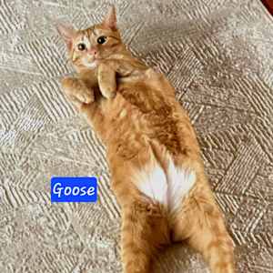 Goose - Photo 2