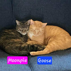 Goose - Photo 3