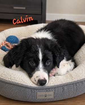 Calvin~adopted! - Photo 1
