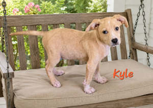Kyle - Photo 1