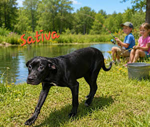 Sativa - Photo 1