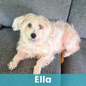 Ella - Photo 1