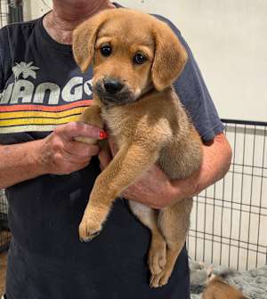 Tilly~adopted! - Photo 3
