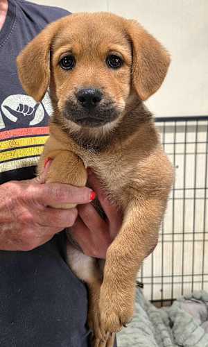 Tilly~adopted! - Photo 4