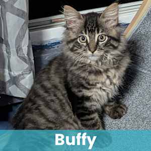 Buffy - Photo 1
