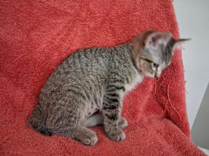 Elizabeth - Photo 4