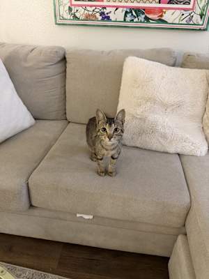 Darcy - Photo 3
