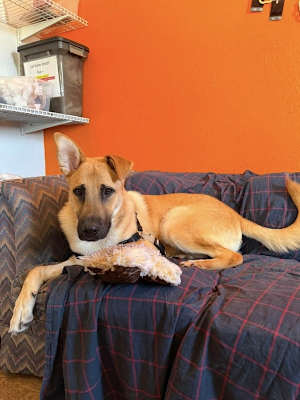 Max - Photo 4