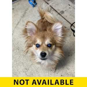 Fennec - Photo 1