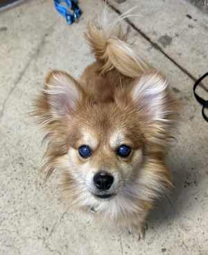 Fennec - Photo 2