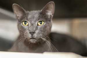 ANUBIS - Photo 1