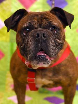 Roxie - Photo 1