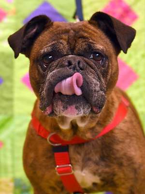 Roxie - Photo 3