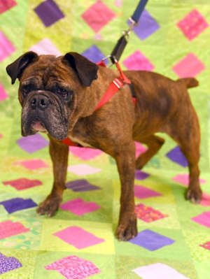 Roxie - Photo 4