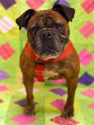 Roxie - Photo 2