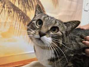 Gracie - Photo 2