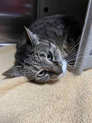 Gracie - Photo 3