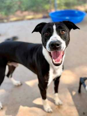 PUPPY DOG - Photo 1