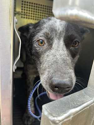 Bandit - Photo 1
