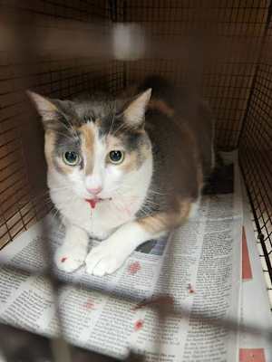 Sweet Pea - Photo 1