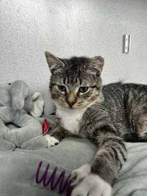 Alfie - Photo 2