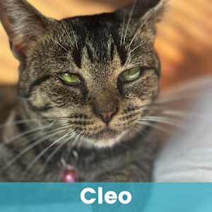 Cleo - Photo 1
