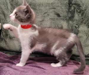 Baby Bell - Photo 2