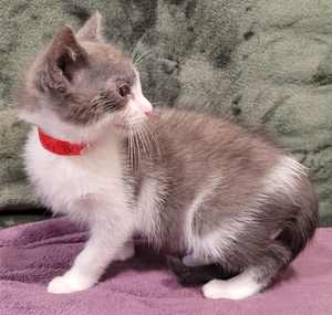 Baby Bell - Photo 3