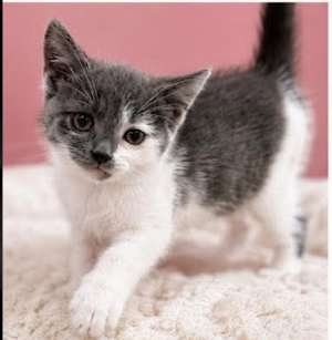 Harvey Dent - Photo 1