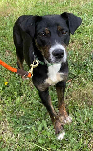 Bella - Photo 1