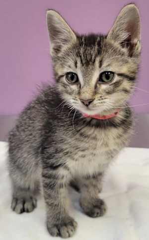 Cinnamon - Photo 1