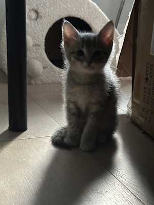 Comet - Photo 3