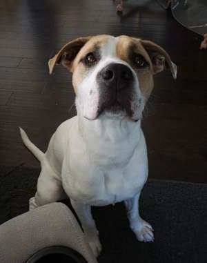 Gus - Photo 1