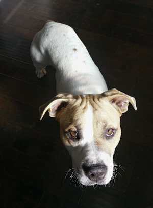 Gus - Photo 2