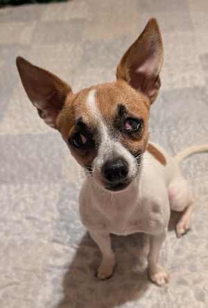 Jack ~6 lbs~ - Photo 1