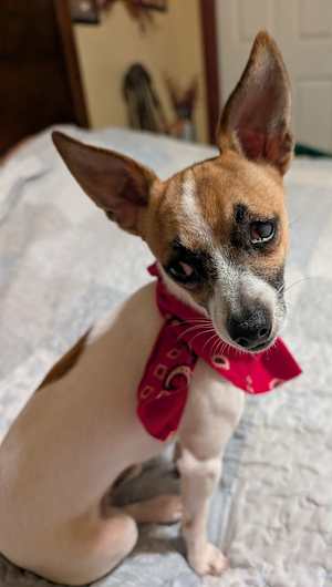 Jack ~6 lbs~ - Photo 2