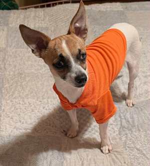 Jack ~6 lbs~ - Photo 3
