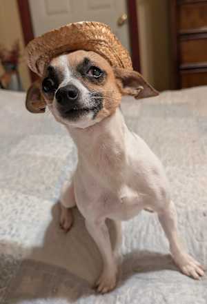 Jack ~6 lbs~ - Photo 4